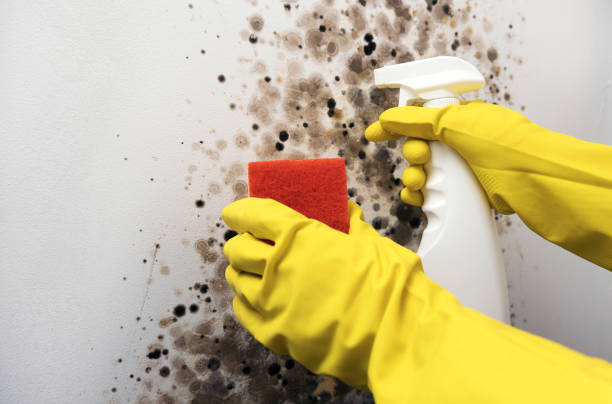 Best Black Mold Removal  in Mangonia Park, FL